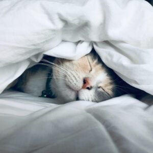 cat sleeping under blankets