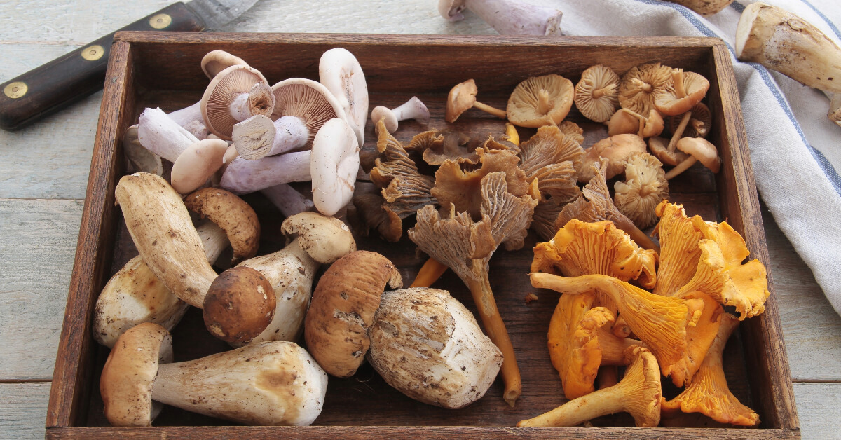 tray with different types of edible mushrooms